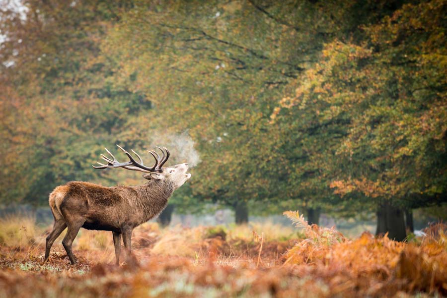 10 Micro-Adventures Within An Hour of London