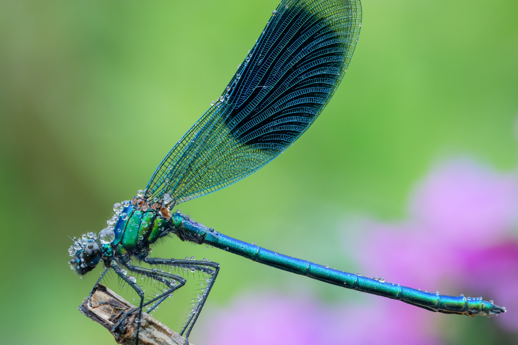 David Hamilton: Seeing Scotland Through a Macro Lens
