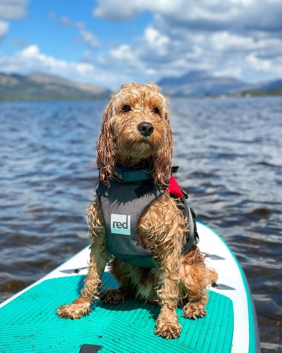 7 epic dog adventures! Boarding, mushing and more…