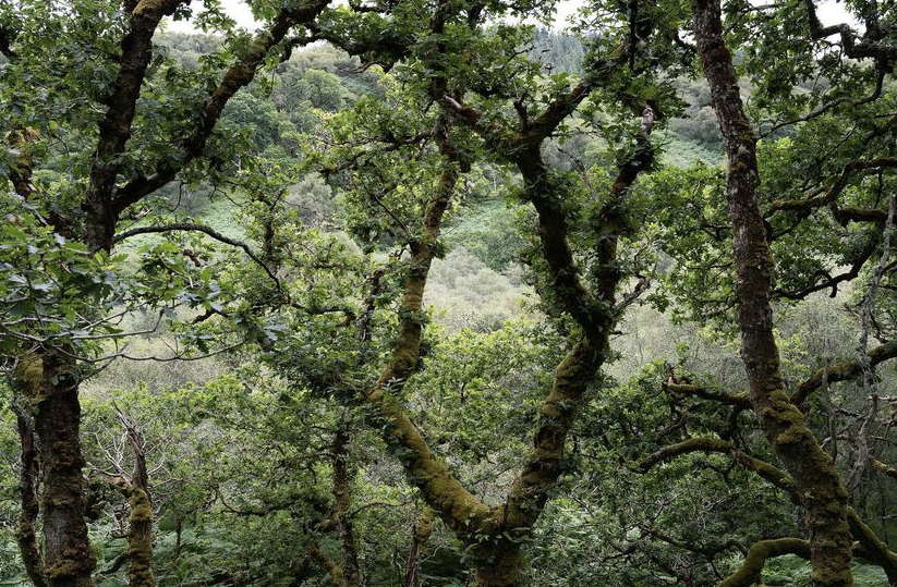Discovering one of Scotland’s best-kept secrets… its rainforest