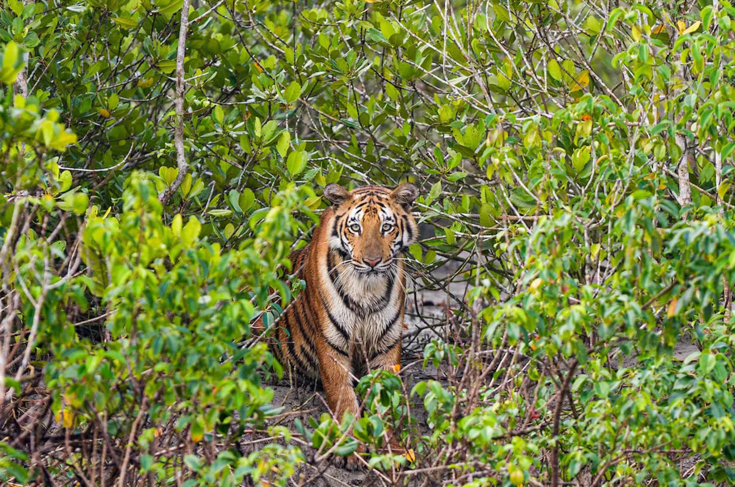 Why Mangroves are Worth Saving