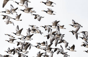 Behind the Lens | David Dinsley