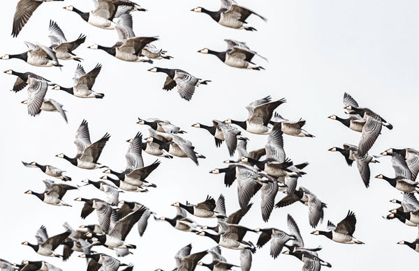 Behind the Lens | David Dinsley