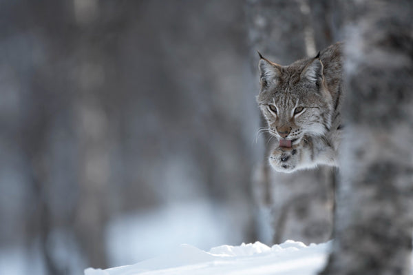Conversations on the Lynx; with James Shooter