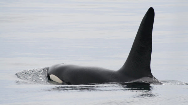 A Year of Scottish Wildlife