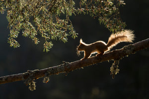 Talking Red Squirrel Conservation; with Tara Mann