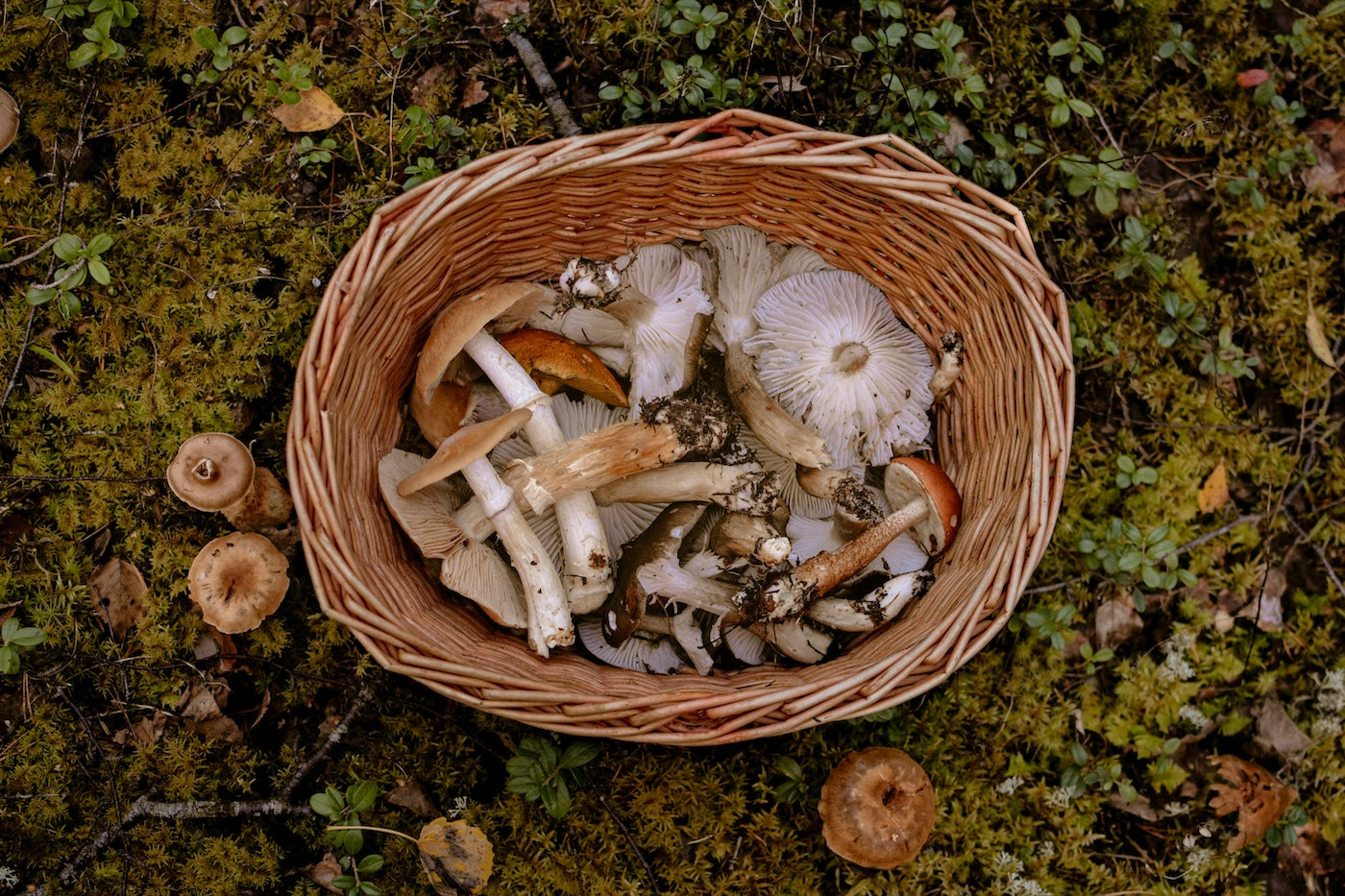 Wild Food and Foraging: Mo Wilde
