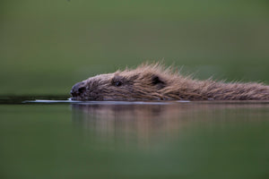 Talking Beaver Conservation; with Kirsten Brewster