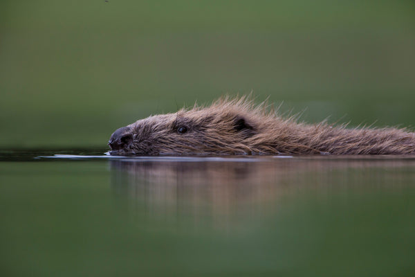 Talking Beaver Conservation; with Kirsten Brewster