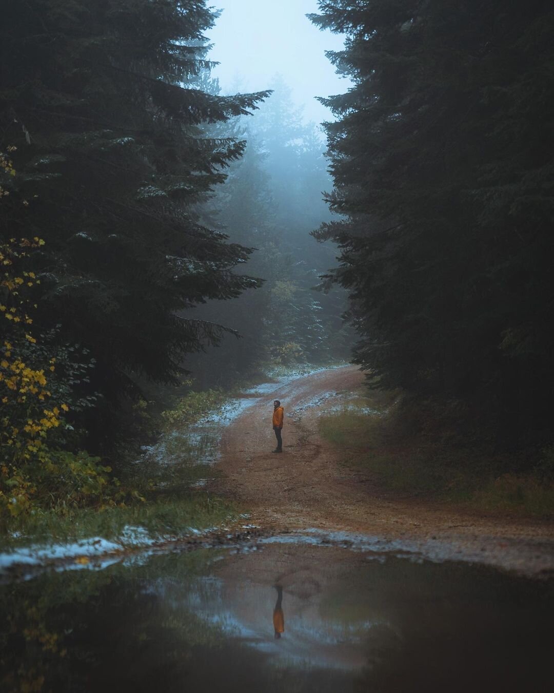 Why Do We Plant Trees?