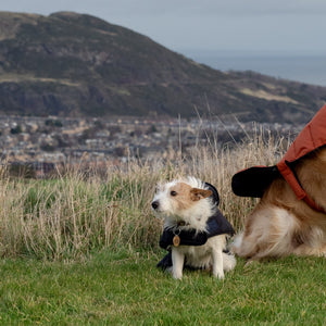 Dog Coats