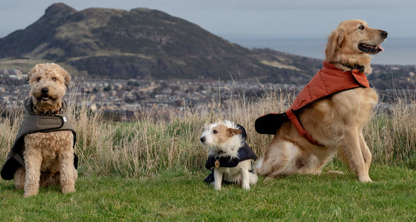 Dog Coats