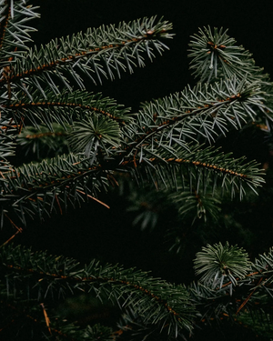FieldDay Candle - Fir
