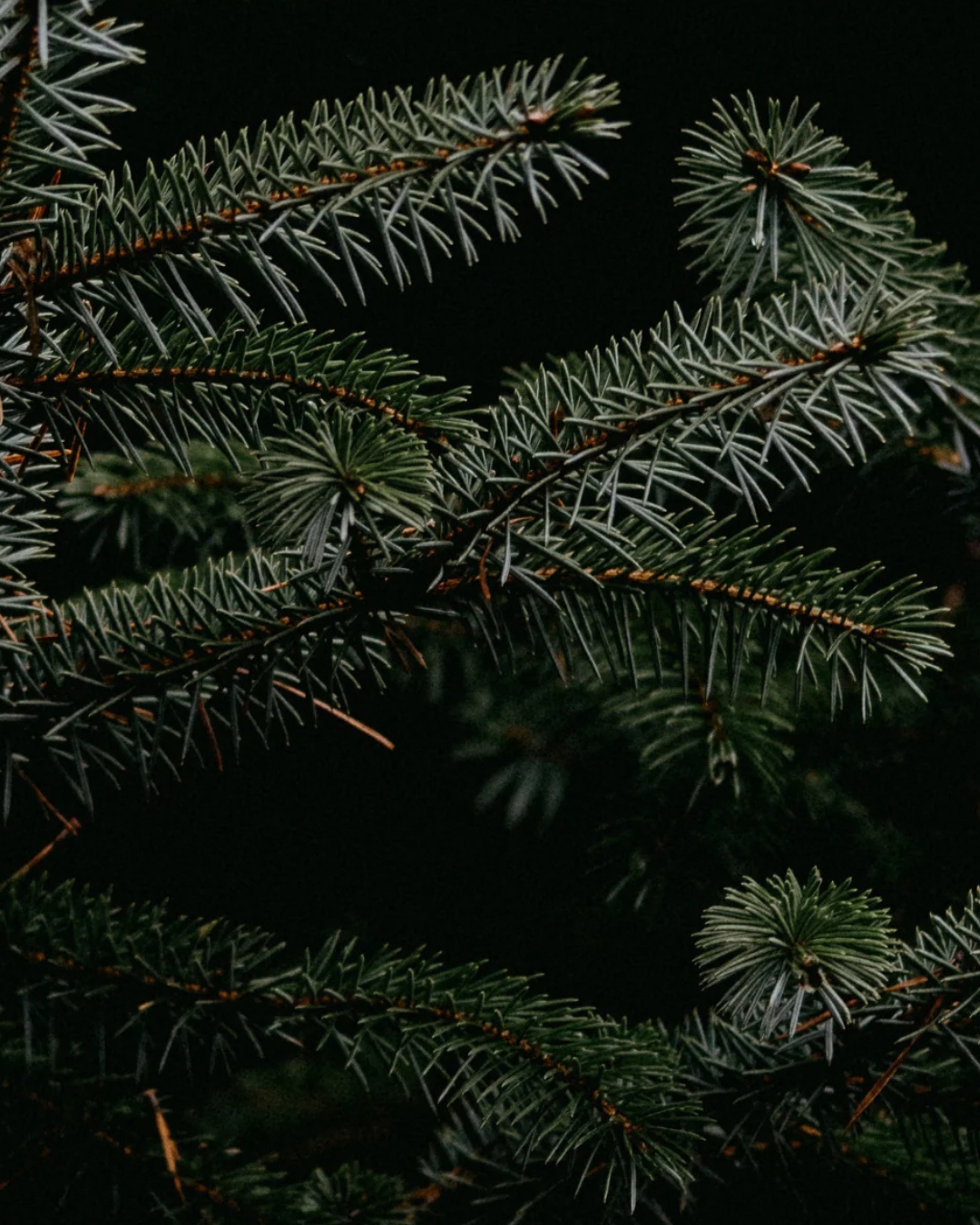 FieldDay Candle - Fir