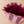 Burgundy Stripe