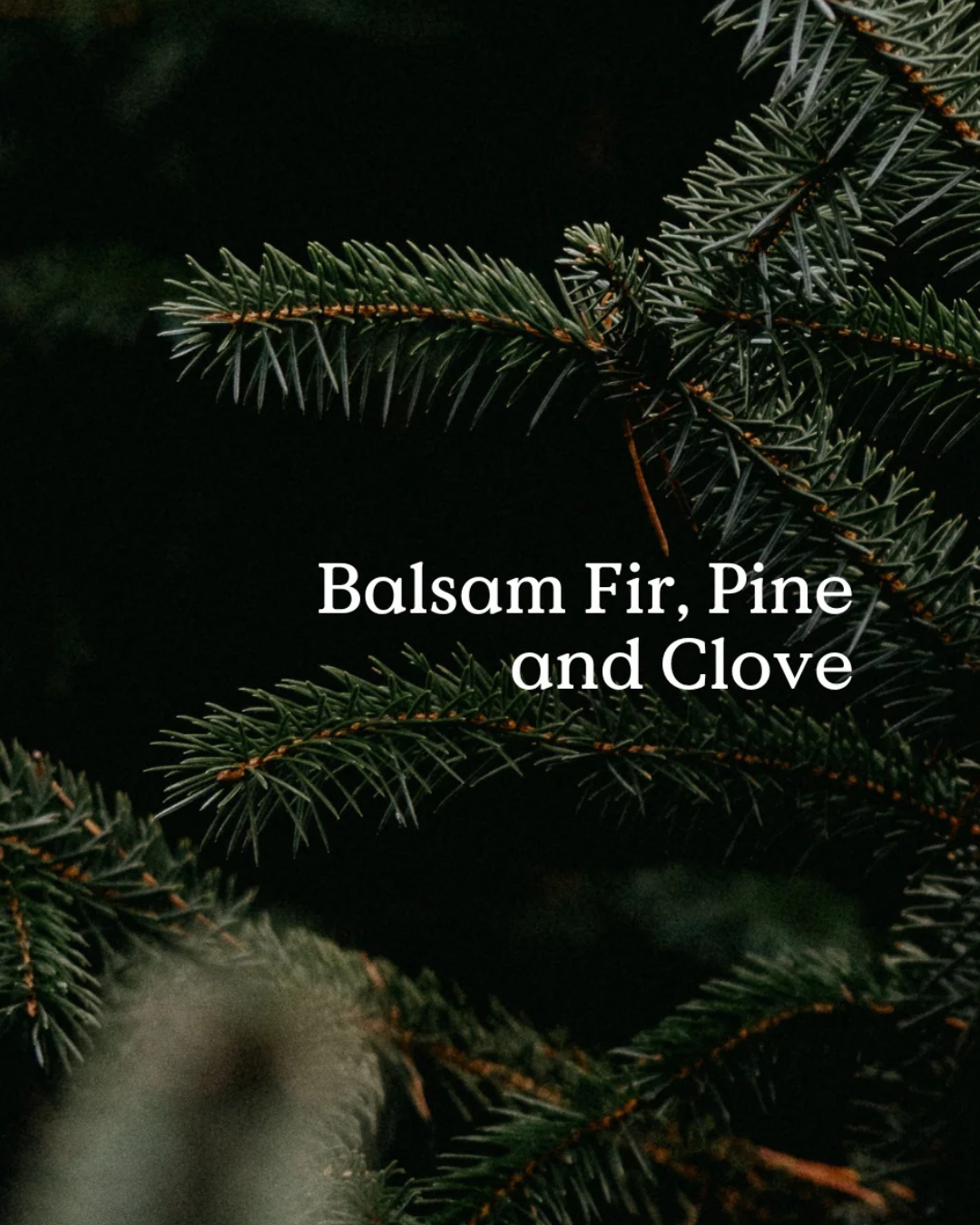 FieldDay Candle - Fir