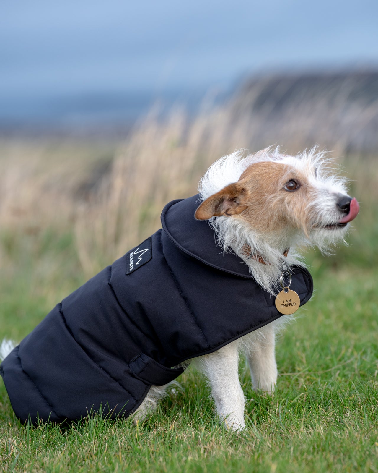 Jack russell terrier winter jackets hotsell